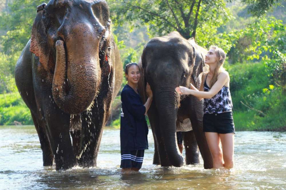 Elephant Nature Park à Chiang Mai